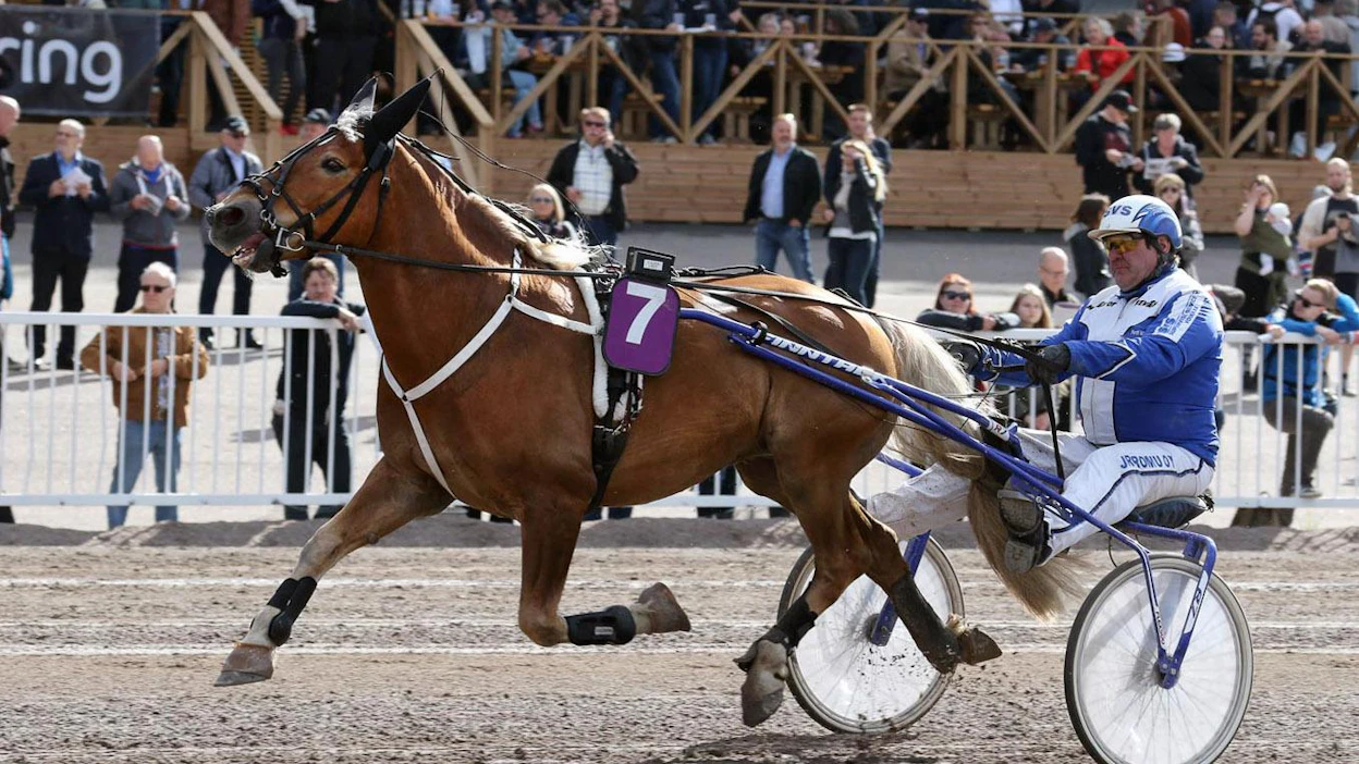 Porissa 2014 kuninkuuskisan kakkoseksi sijoittunut Vieskerin Valo ei lähde Rovaniemelle.