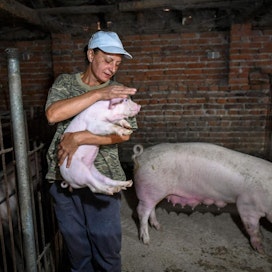 Bulgarialainen Vania Dimitrova saa lisätuloja kasvattamalla takapihallaan sikoja. LEHTIKUVA/AFP