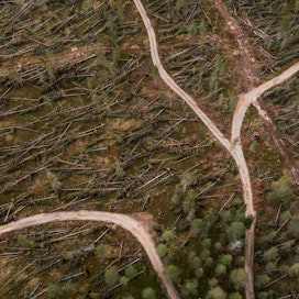 Paula-myrskyn puunkorjuu on kuormittanut metsäteitä enemmän kuin 20 vuoden normaalikäyttö.