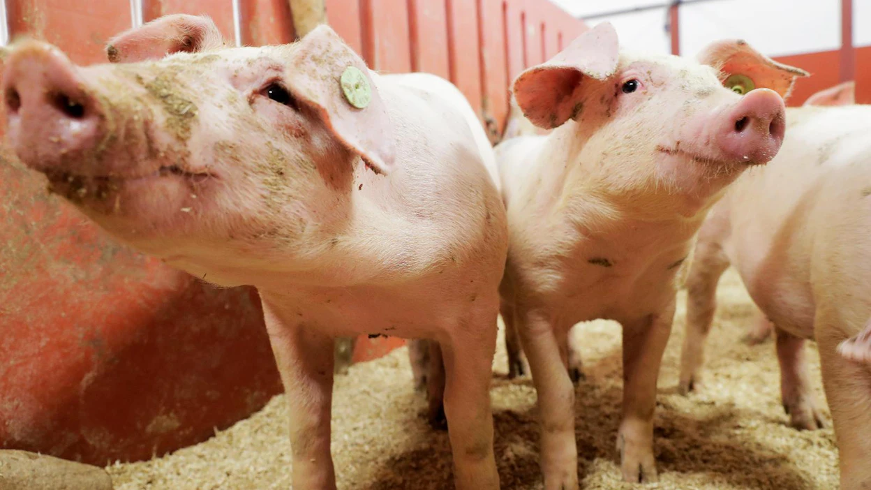 Suomessa salmonellan esiintyvyys on poikkeuksellisen matala muuhun Eurooppaan ja maailmaan verrattuna. Myös Suomeen tuotavalta naudan-, sian- ja siipikarjanlihalta sekä kananmunilta voidaan edellyttää salmonellavapautta.