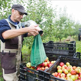 Ukrainalainen Oleksandr Perevýazko poimi syysomenoita Timo Krappen omenatilalla Lohjansaaressa. Omenatarhan perustaminen on investointi, joka tuottaa vasta vuosien kuluttua istutuksesta. Markku Vuorikari