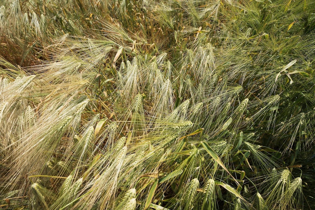 Tukikatto on herättänyt vastustusta.