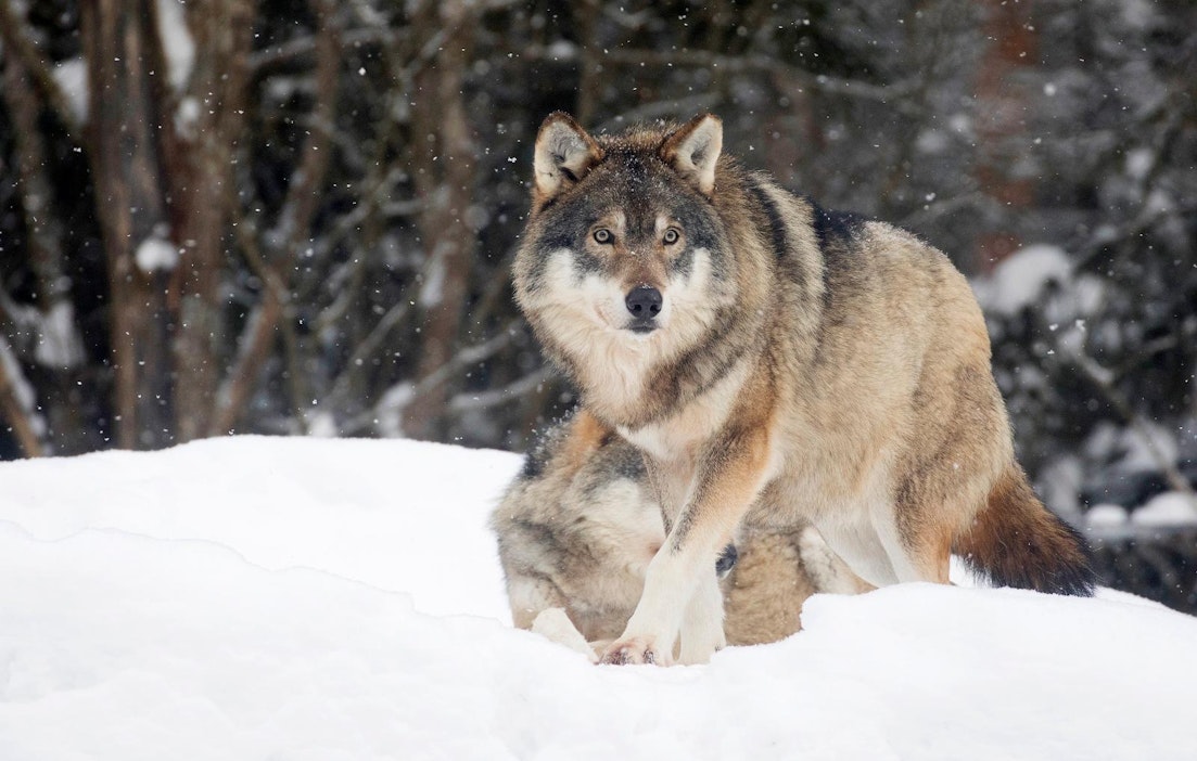 Kuvituskuva Ähtärin eläinpuiston susista.