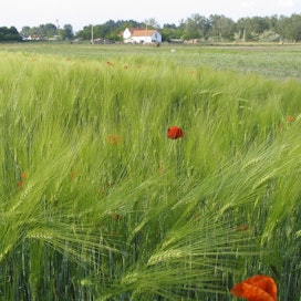 Itäeurooppalaiset pellot kiinnostavat ulkomaisia ostajia. Tanskalainen eläkeyhtiö osti peltoa Romaniasta. Kuvan pelto ei liity juttuun.