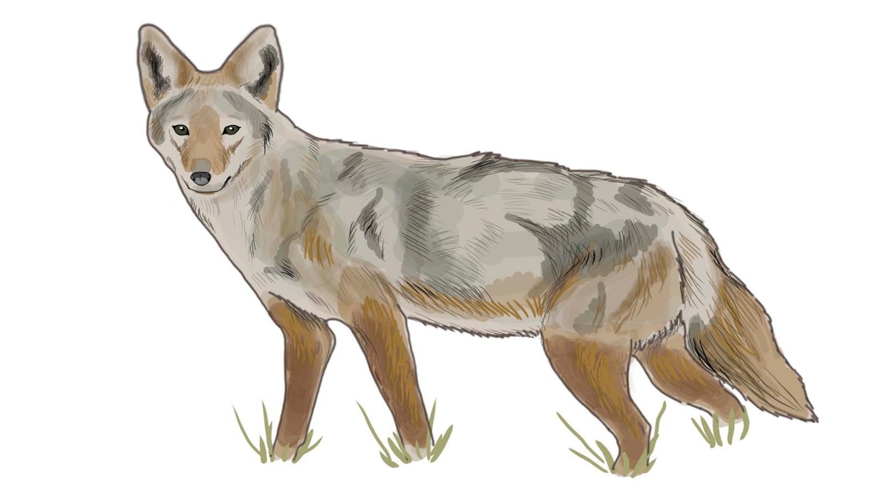 Kultasakaali on uusi tulokaslaji Suomessa.