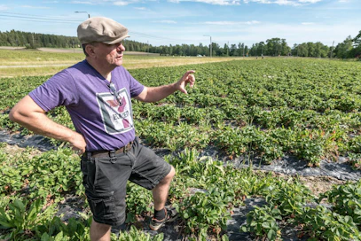 Karl Åberg viljelee mansikkaa Kirkkonummella ja Inkoossa.