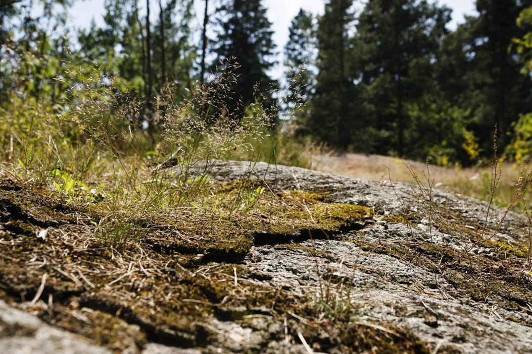 Kesäkuu oli koko Suomen keskilämpötilaa tarkastellessa poikkeuksellisen lämmin. LEHTIKUVA / Roni Rekomaa
