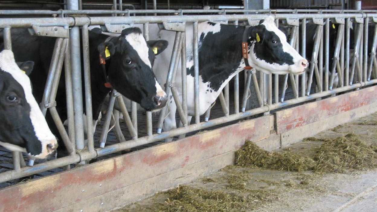 EU-maiden keskimääräinen maidon tuottajahinta on noussut marraskuussa.