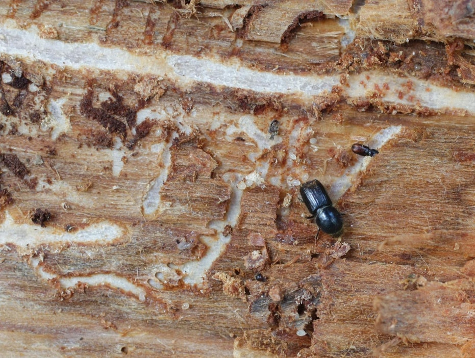 Eniten havaintoja oli Metsäkeskuksen kaakkoisella ja läntisellä palvelualueella.