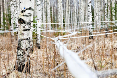 Huhtikuussa kerättyyn, Hartwallille toimitettuun 1 500 mahlalitraan tarvittiin 120 koivua, joista saatiin 7–10 litraa mahlaa per päivä. Kuvituskuva.