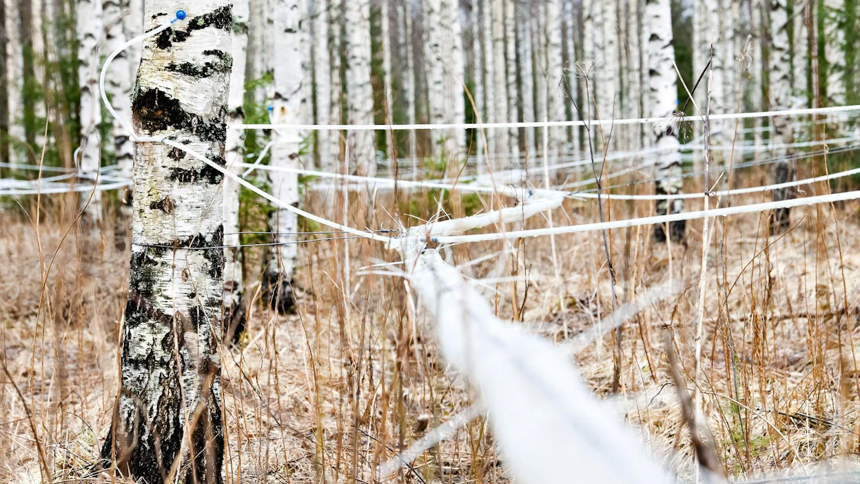 Huhtikuussa kerättyyn, Hartwallille toimitettuun 1 500 mahlalitraan tarvittiin 120 koivua, joista saatiin 7–10 litraa mahlaa per päivä. Kuvituskuva.
