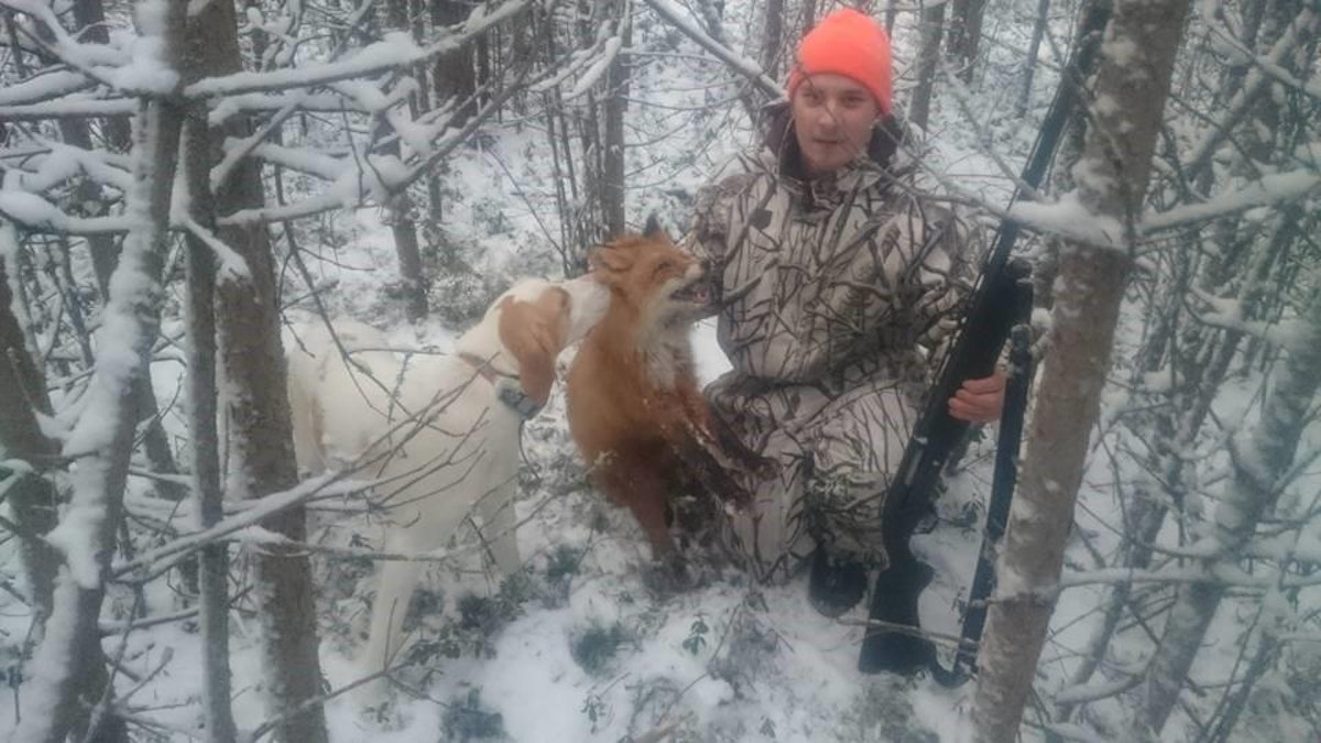 Video: Kettu kävi kolossa ja livahti karkuun - MT Metsä - Maaseudun  Tulevaisuus