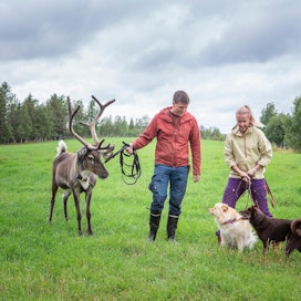 Jenni ja Juha Kujalan mukaan koirista näkyy, että ne nauttivat porojen paimentamisesta. Kuvan ruskea koira on kahdeksan kuukauden ikäinen lapinporokoira Naava, vaalea suomenlapinkoira Kiela.