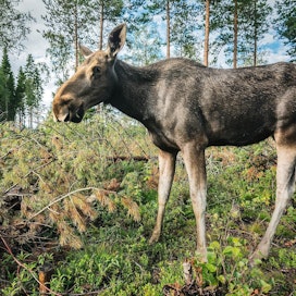 Hirvieläimillä leviävä näivetystauti huolestuttaa Norjassa ja Ruotsissa. Kuvan hirvi ei liity tapaukseen.