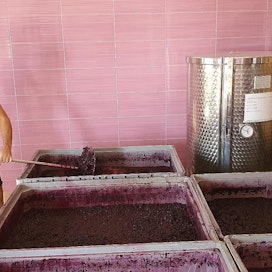 Murat Pogosov sekoittaa rypälemassaa Semigorjen kartanon viinitilalla. Tilalla on kiire, sillä rypäleiden sesonki kestää elokuun lopusta alkaen noin kolme viikkoa.