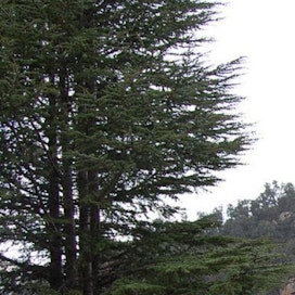 Saksan metsissä kokeillaan muun muassa atlassetrin kasvatusta. Laji kasvaa luontaisesti Marokon ja Algerian vuoristoalueilla. Kuvaa on rajattu. Kuva on lisensoitu Creative Commons Attribution 2.0 Generic -lisenssillä (linkki lisenssiin tekstissä).