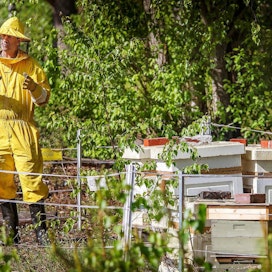 Mehiläistarhaaja Raino Albert huolsi keväällä 2018 sähköaitaa. Kontiolahden kirkonkylän lähistöllä sijaitsevalla tarhalla oli aiemmin vieraillut karhu.