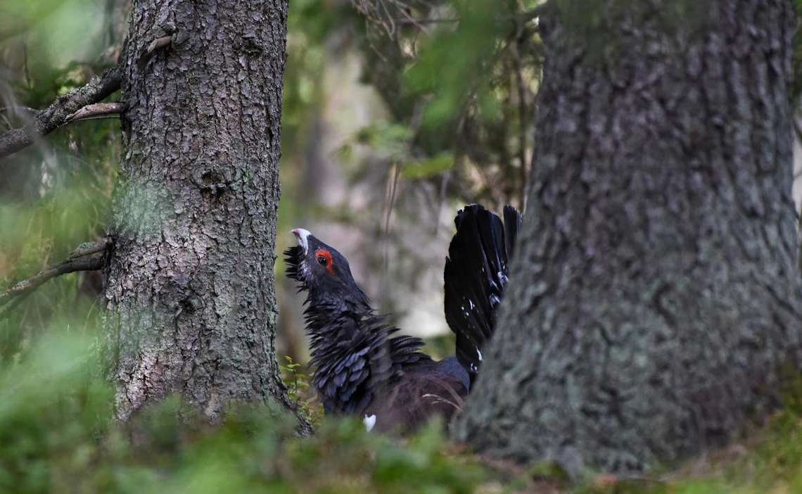 Metsolla kannat vaihtelevat alueittain, mutta keskimäärin kannat jatkuvat kasvuaan muiden metsäkanalintujen tapaan.