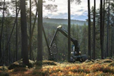 Inarin yhteismetsässä hakattiin lokakuun alkupuolella männikköä. Metsään jätetään siemenpuut pystyyn. Ongelma on löytää ostajia puulle.