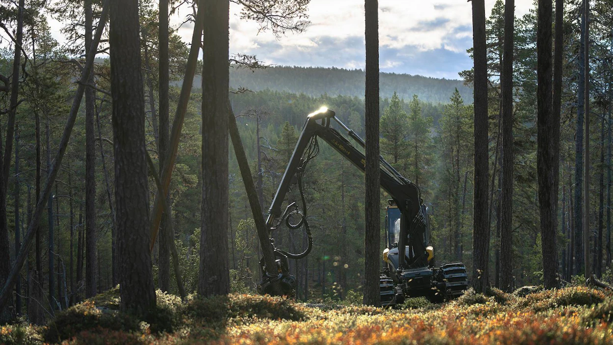 Inarin yhteismetsässä hakattiin lokakuun alkupuolella männikköä. Metsään jätetään siemenpuut pystyyn. Ongelma on löytää ostajia puulle.