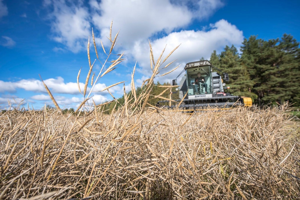 Arto Laine pui rapsia perjantaina.