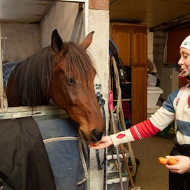 Janita Luttunen seurustelemassa jo eläköityneen menestyshevosensa Regen Zetin kanssa. Talliin on saapunut ja saapuu uusia mielenkiintoisia hevosia mm. Ruotsin huutokaupasta.