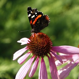 Pysyvyyttä perhospuutarhaan saadaan istuttamalla monivuotisia kasveja koko kesän kukkiviksi laajoiksi ryhmiksi. Kuvituskuva.