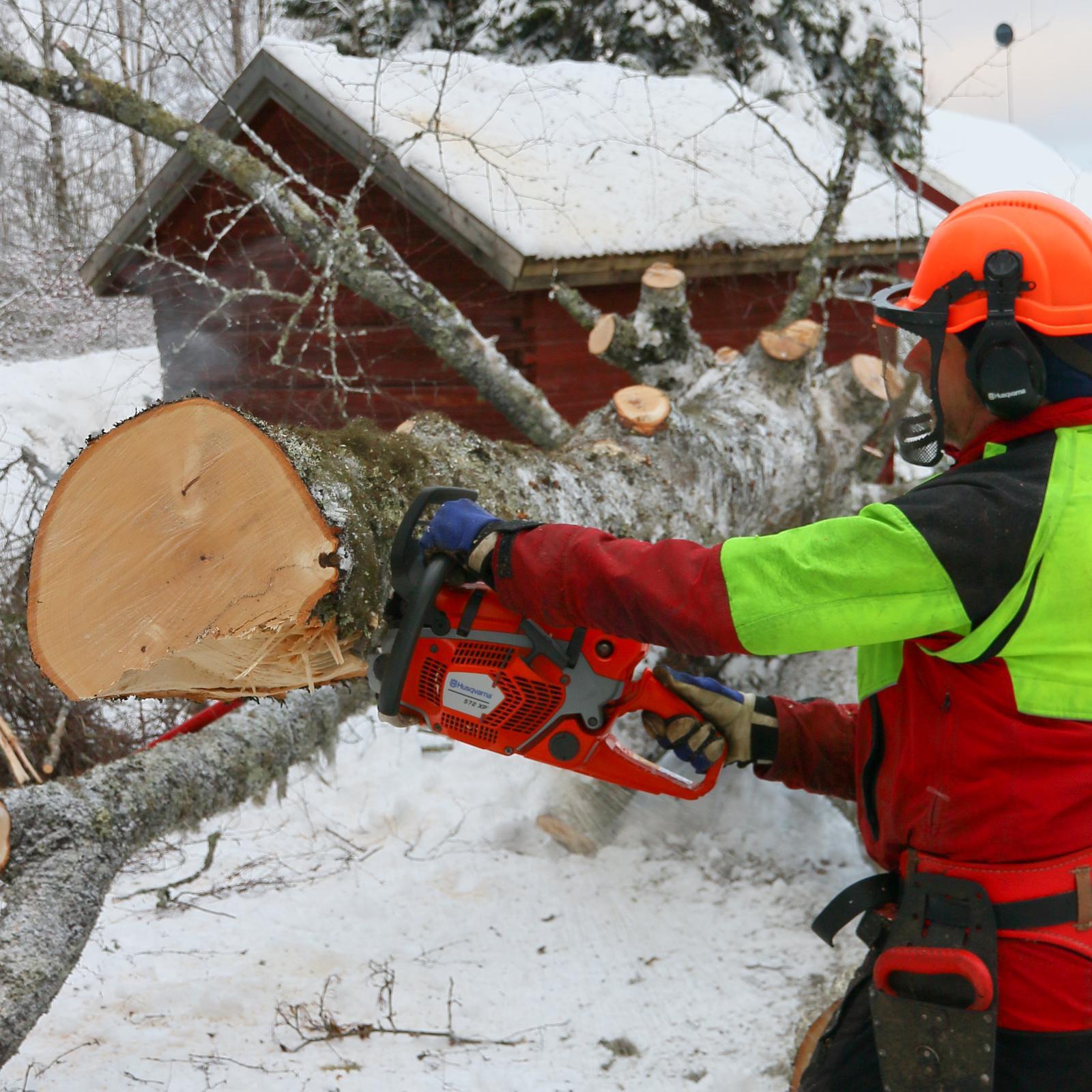 Suomessa yleistyneissä pihapuukaatotöissä 572XP on elementissään. Sahan ketteryys avittaa paksujen oksien karsintaa ja tehoa on paksujenkin runkojen katkontaan. Testiin sahan mukana toimitetunn 18”:n laipan koko mitallakin saha leikkaa nikottelematta.
