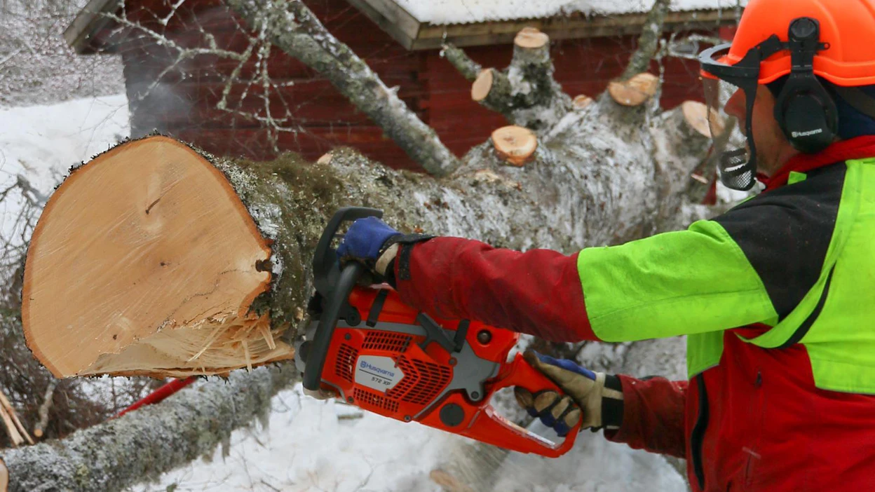 Suomessa yleistyneissä pihapuukaatotöissä 572XP on elementissään. Sahan ketteryys avittaa paksujen oksien karsintaa ja tehoa on paksujenkin runkojen katkontaan. Testiin sahan mukana toimitetunn 18”:n laipan koko mitallakin saha leikkaa nikottelematta.