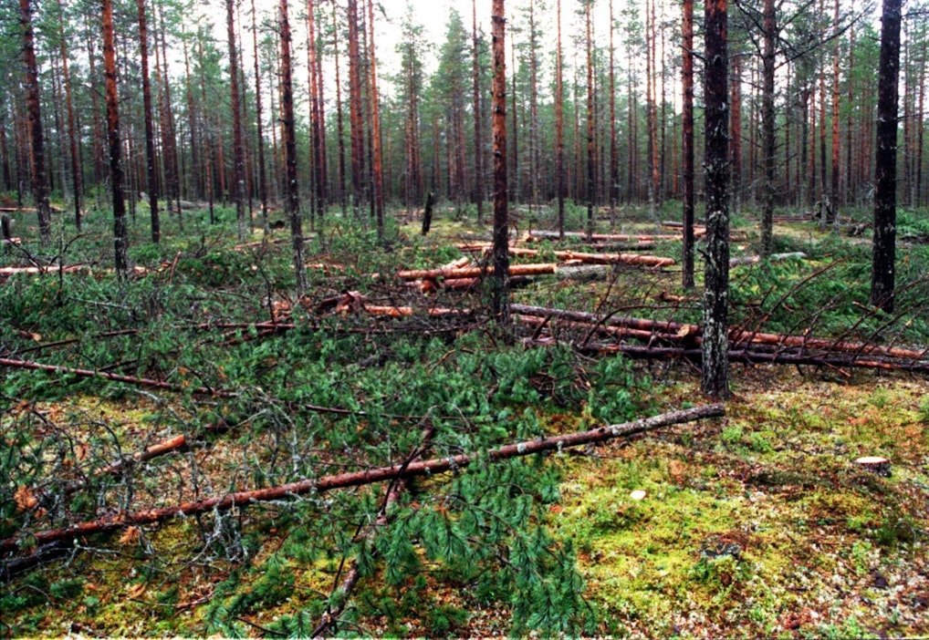 Suomen metsät sitovat tieliikenteen kasvihuonepäästöt lähes 2,5-kertaisesti.