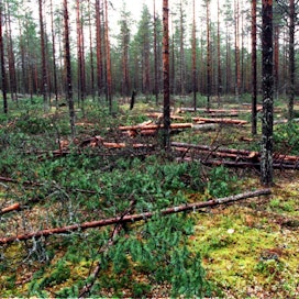 Suomen metsät sitovat tieliikenteen kasvihuonepäästöt lähes 2,5-kertaisesti.