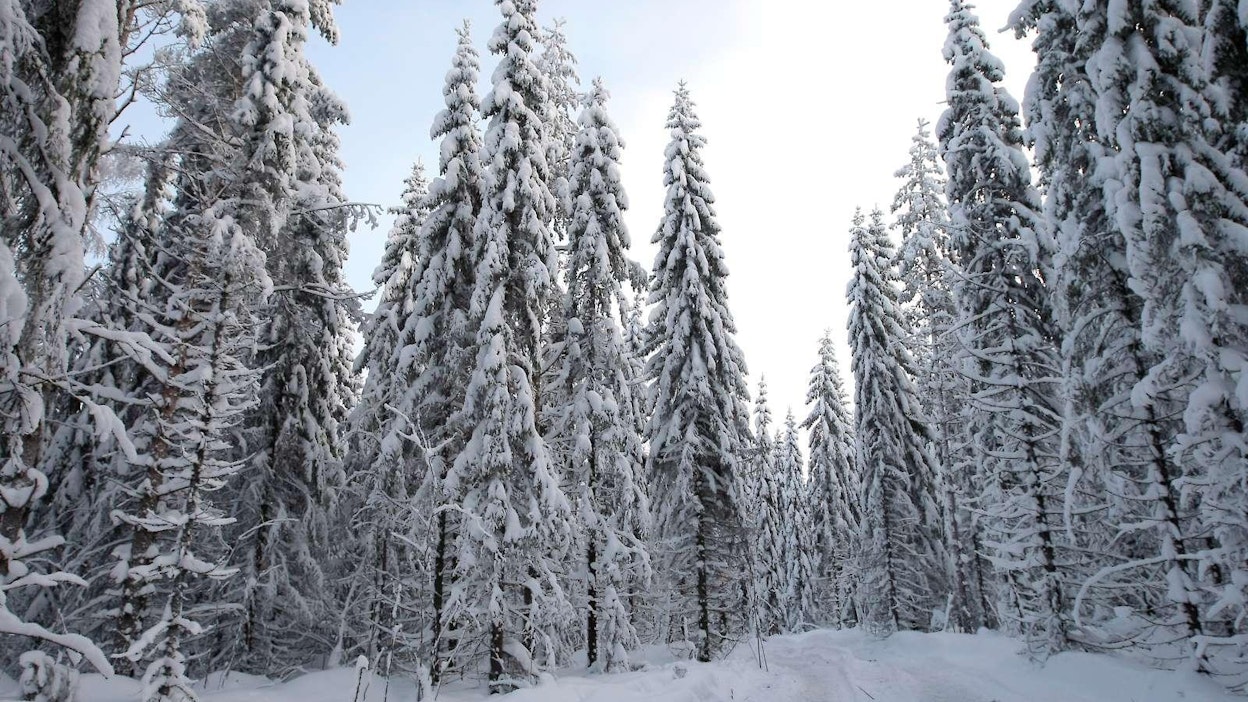 Talvista metsää Jyväskylän Korpilahdella Keski-Suomessa.