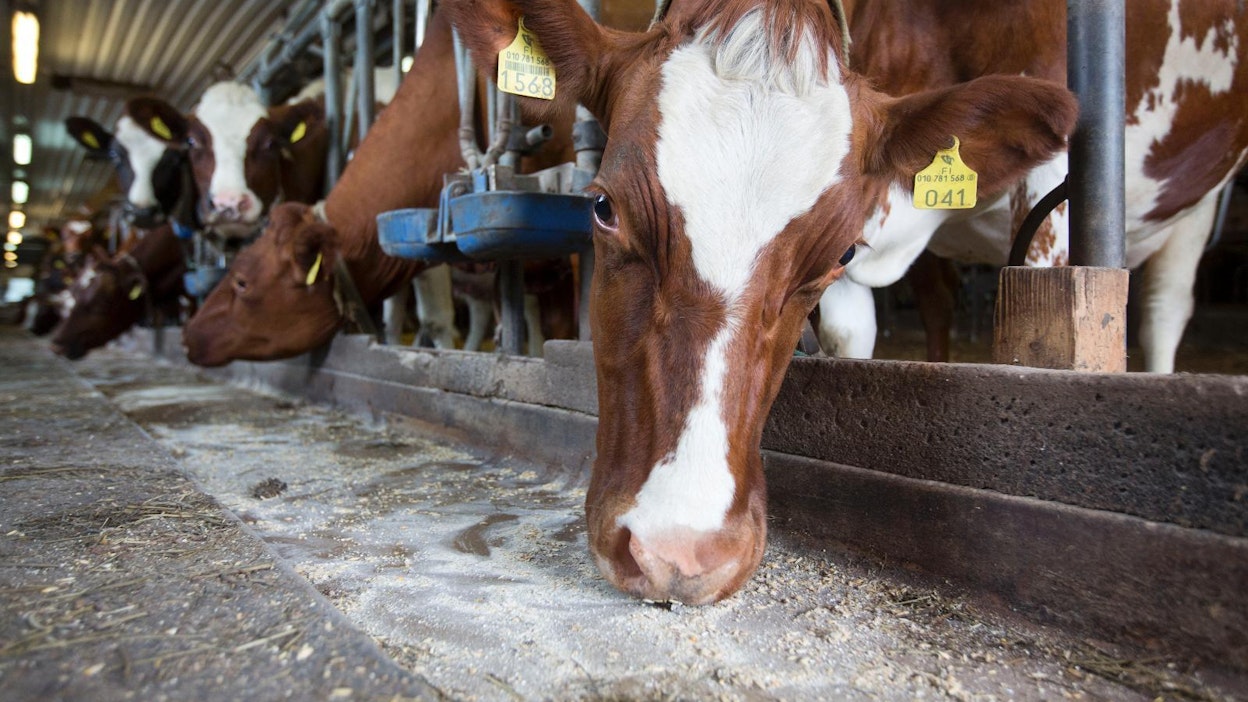 Tänään on eläinten päivä, joka aloittaa eläinten viikon.