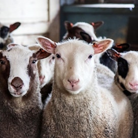 Suomen ainoat liha-alan tuottajaorganisaatiot toimivat lampaanlihan parissa.