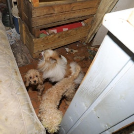 Poliisin mukaan koirat olivat ahtaissa ja pimeissä tiloissa, ja ne olivat laihoja, ulosteen likaamia ja sairaita. LEHTIKUVA / HANDOUT