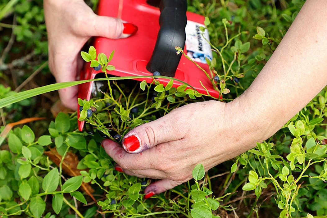 Poimurilla poimien mustikka-astia täyttyy nopeasti.