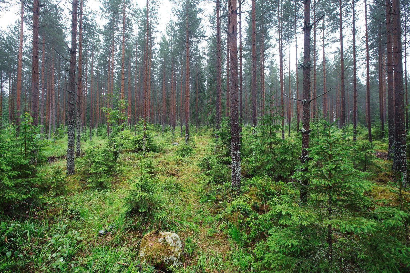 Suomen Metsien Hiilinielusta Uhkaa Tulla Päästö - MT Metsä - Maaseudun ...