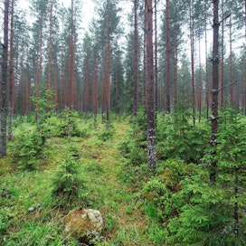 Euroopan komission laskentatavat uhkaavat kääntää Suomen metsien hiilinielut päästöiksi.