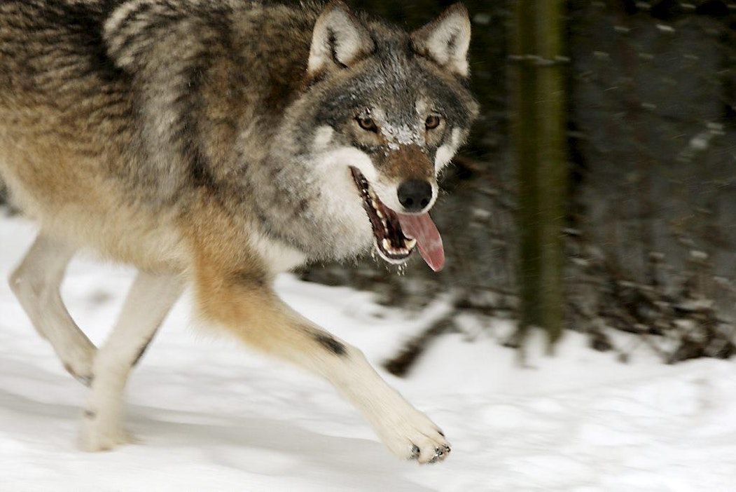 Susi
Ähtärin eläinpuisto