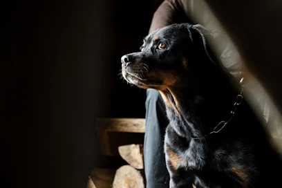 Koira lukee taitavasti ihmisen tunteita ja myös haistaa niitä. Ihmiset herkästi inhimillistävät koiran käytöstä tämän perusteella.