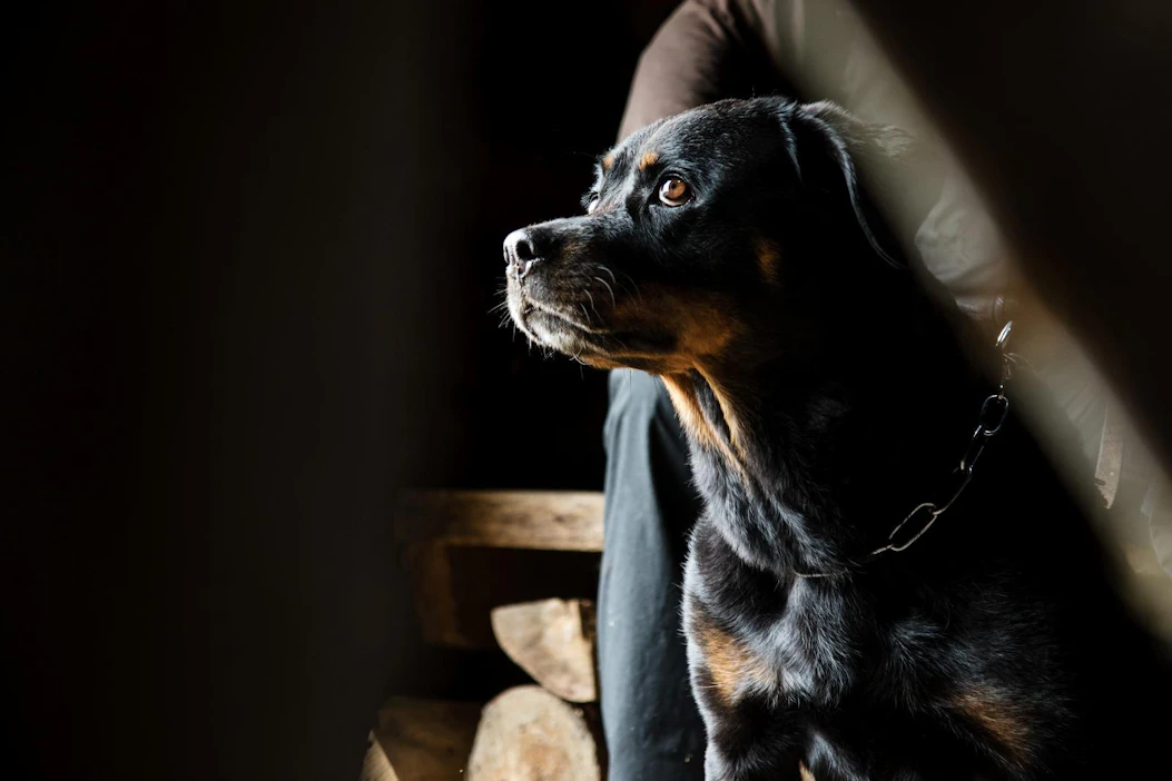 Koira lukee taitavasti ihmisen tunteita ja myös haistaa niitä. Ihmiset herkästi inhimillistävät koiran käytöstä tämän perusteella.