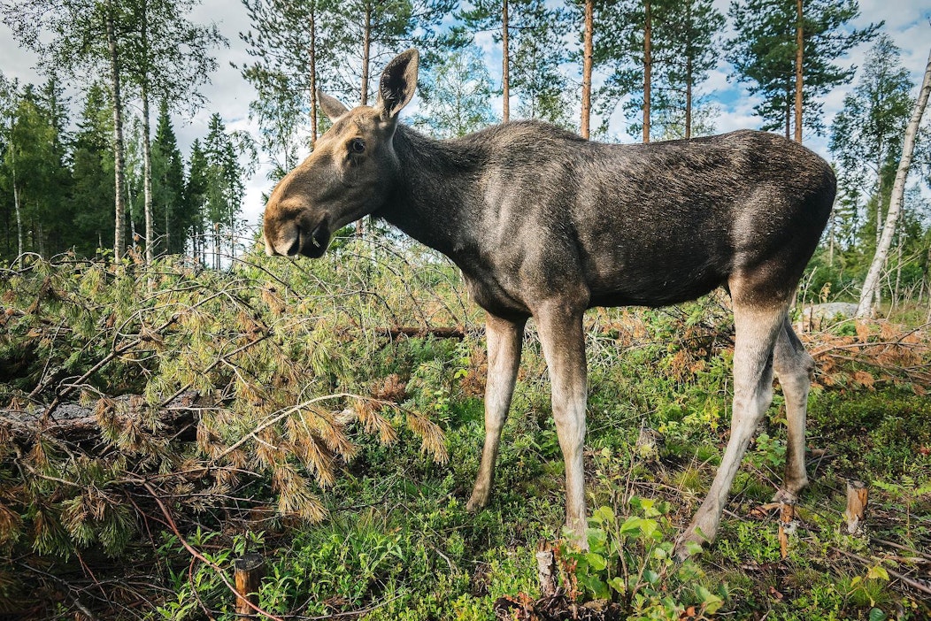 Lappeenrannassa asustava Hömelöksi nimetty hirvi ei kaihda ihmisiä.