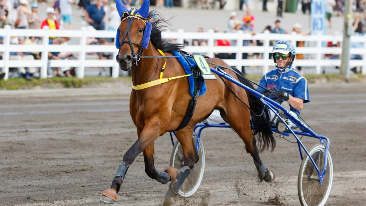 Syksyllä 2020 Mäster Gustafs Pokalin Bodenissa voittanut Just a Flirt sooloili kevättalvella kahteen ylivoimaiseen Toto75-täysosumaan, mutta kiito katkesi hankosidevammaan. Nyt ruuna on valmis palaamaan baanoille. Jasmiina Ahon silmäterän ohjat ottaa käsiinsä lauantaina kolme komeaa voittoa nakutellut Ville Pohjola.