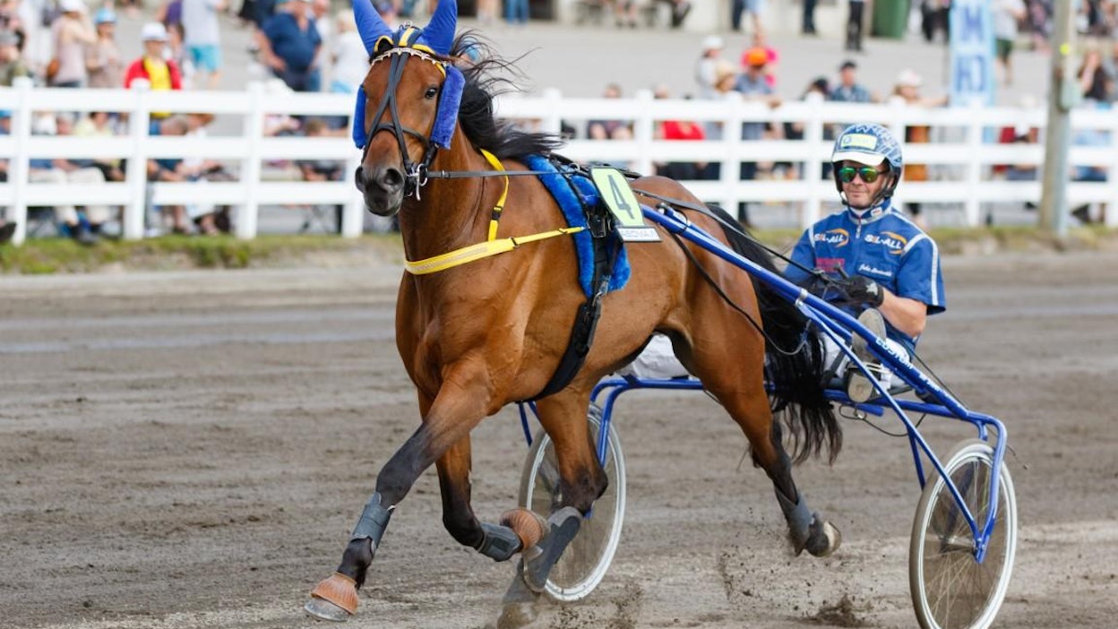Just A Flirt palaa sairastauolta takaisin kaviourille. Hannu Torvinen ohjastaa hevosta Seinäjoella.