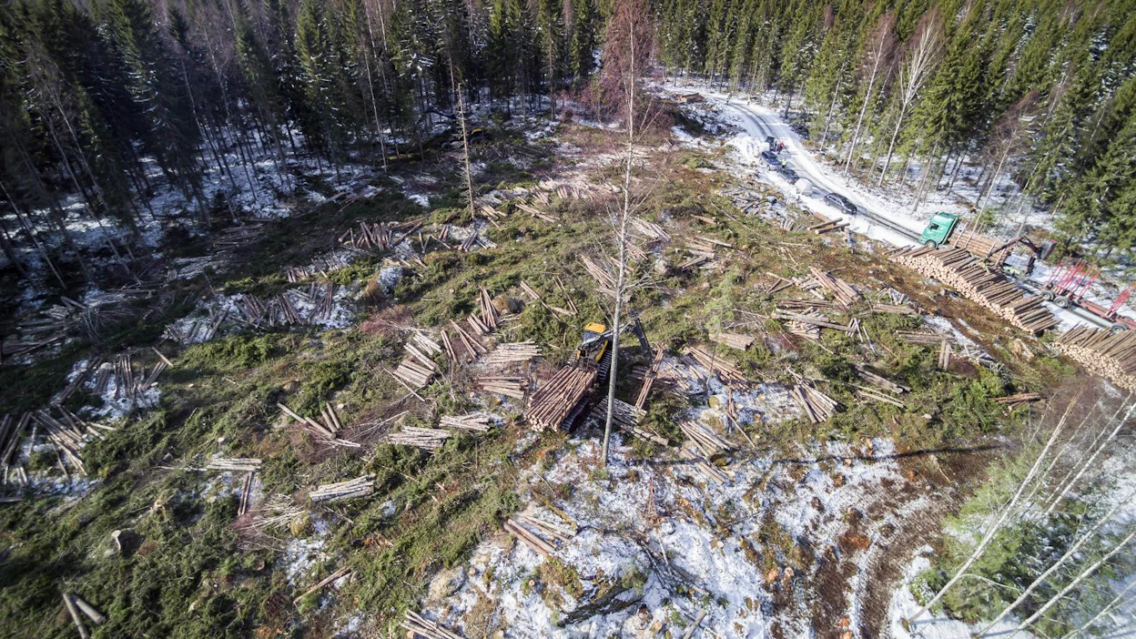 Metsien omistuksen karkaaminen sijoittajille ohjaa myös puukaupan vero- ja kantorahatuotot muualle kuin metsän sijaintiseudulle.