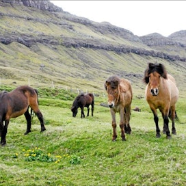 Färsaarten hevonen on uhanalainen, pieni mutta voimakas rotu. Kuvassa oikealla islanninhevosen ja norjanvuonohevosen risteytys. Terhi Torikka