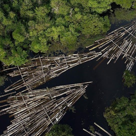 Amazonin on maailman suurin sademetsäalue ja lajistoltaan hyvin rikas. Alue kärsii kiihtyvästä metsäkadosta.