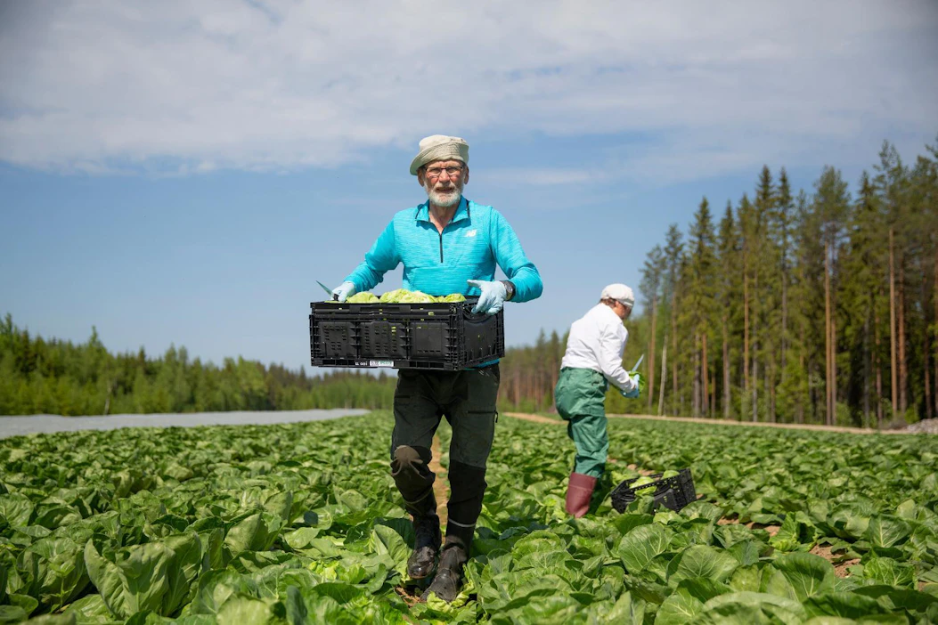 Varhaiskaalin sadonkorjuu on alkanut Sulkavalla Revon tilalla. Martti Repo kantaa täyttä kaalilaatikkoa.