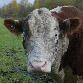 Hullun lehmän tautitatapauksen löytyminen voi vaikuttaa Ranskan karjatalouteen. Kuvan sonni ei liity tapaukseen.