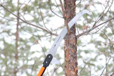 Männyn pystykarsinta on pakkassään hommia.
